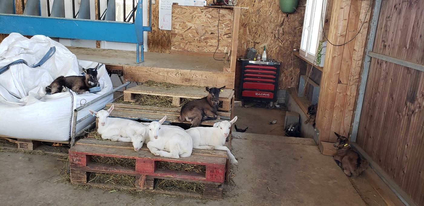Des chevreaux qui se reposent dans le bâtiment
