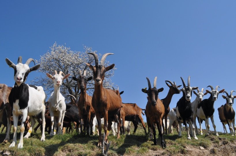 Le troupeau de chèvres de la ferme du Chant du Riou au pâturage, sous un arbre en fleurs